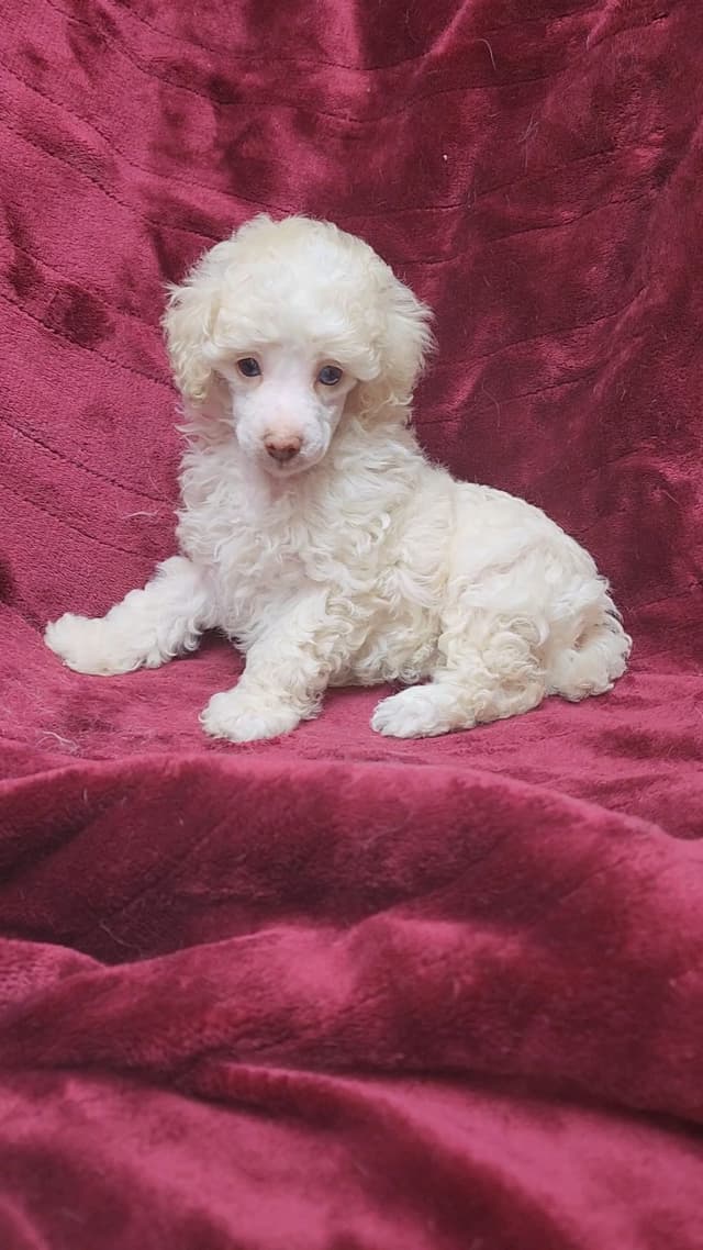 Miniature Poodle Puppies media 7