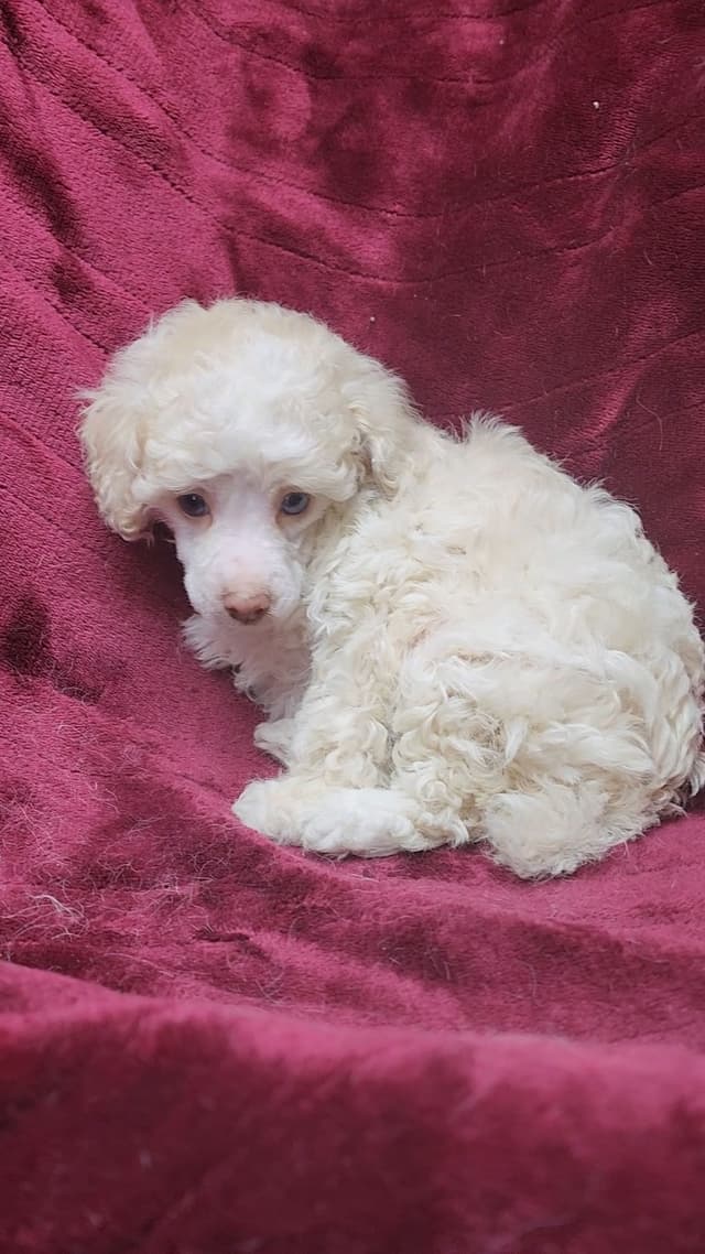 Miniature Poodle Puppies media 8