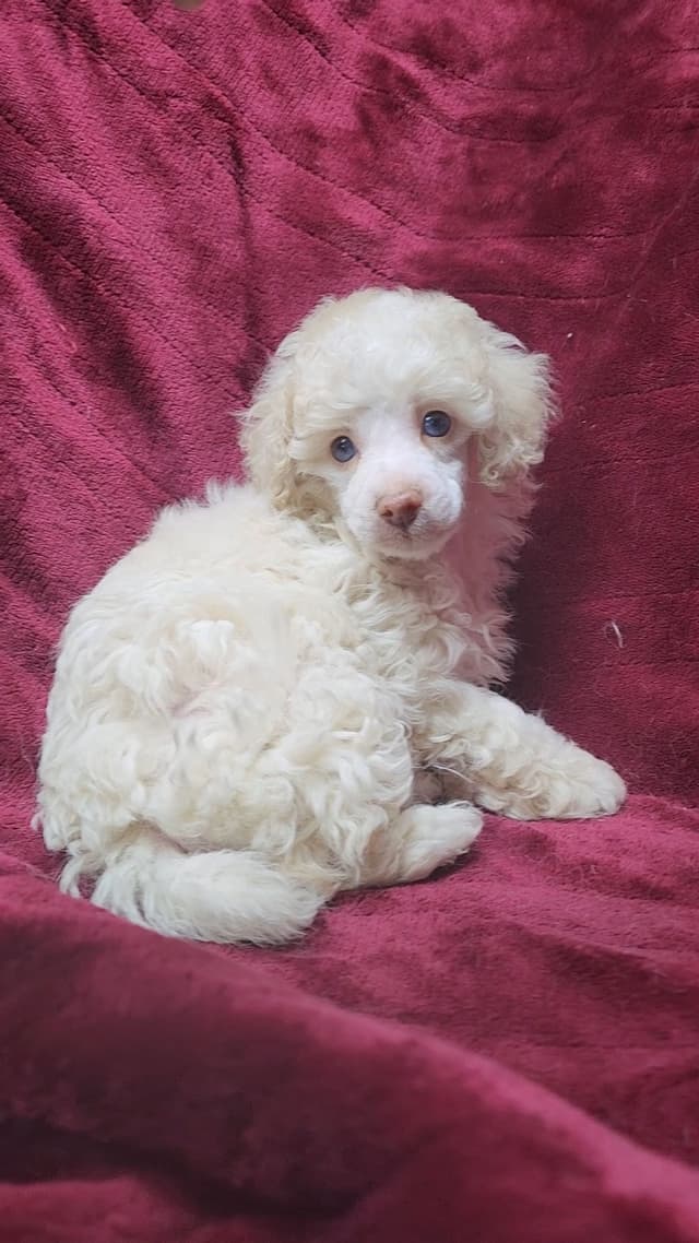 Miniature Poodle Puppies media 9