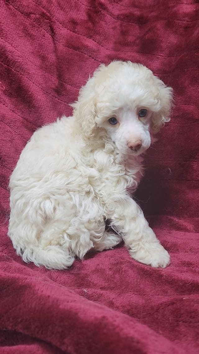 Miniature Poodle Puppies media 10