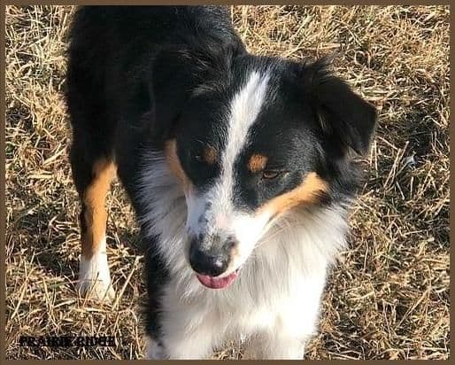 Australian Shepherd Puppies from 65 years of working/sport bloodlines media 4