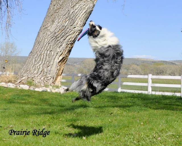 Australian Shepherd Puppies from 65 years of working/sport bloodlines media 7