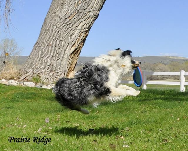 Australian Shepherd Puppies from 65 years of working/sport bloodlines media 2