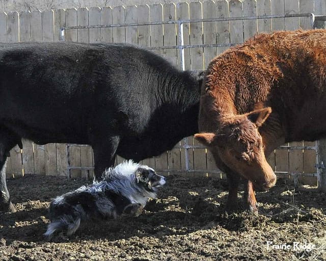 Australian Shepherd Puppies from 65 years of working/sport bloodlines media 10
