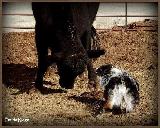 Australian Shepherd Puppies from 65 years of working/sport bloodlines media 9