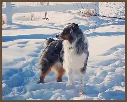 Australian Shepherd Puppies from 65 years of working/sport bloodlines media 8