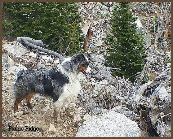 Australian Shepherd Puppies from 65 years of working/sport bloodlines media 3