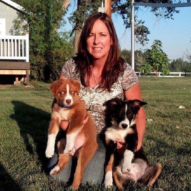 Australian Shepherd Puppies from 65 years of working/sport bloodlines breeder image 1