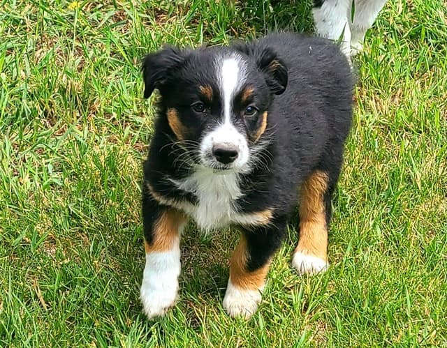 Australian Shepherd Puppies from 65 years of working/sport bloodlines media 11