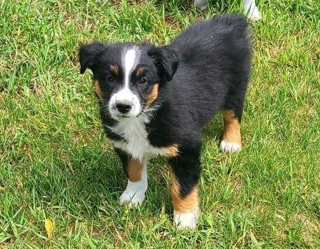 Australian Shepherd Puppies from 65 years of working/sport bloodlines media 12