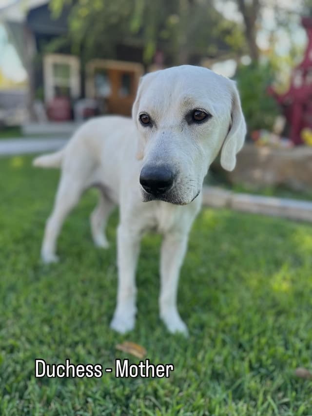 Labrador Retriever Puppies media 2
