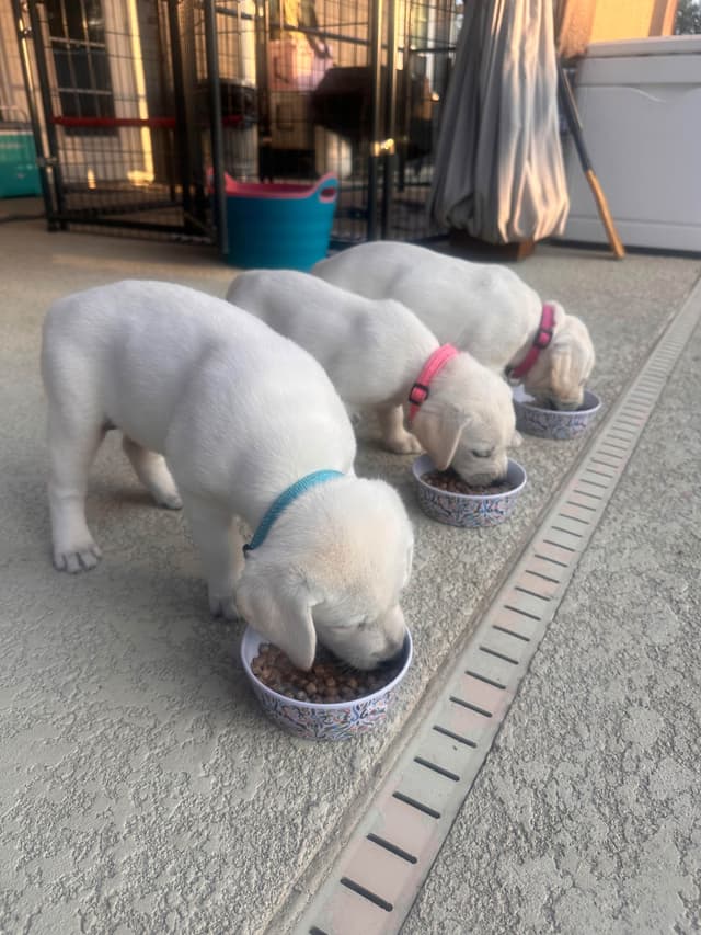 Labrador Retriever Puppies media 3