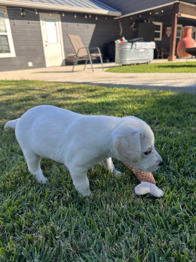 Labrador Retriever Puppies media 6