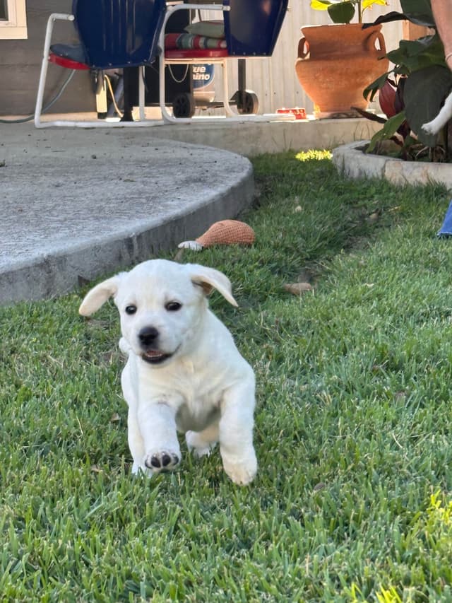 Labrador Retriever Puppies media 4