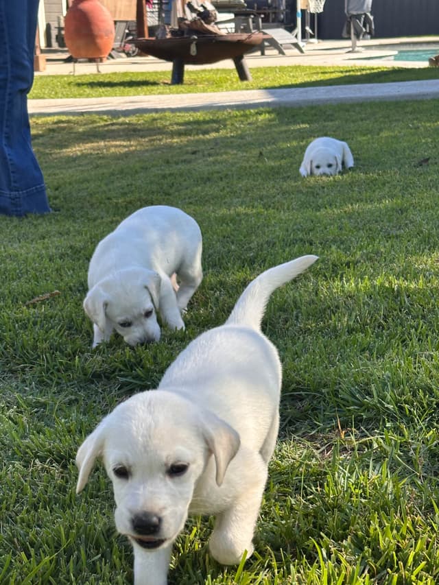 Labrador Retriever Puppies media 5