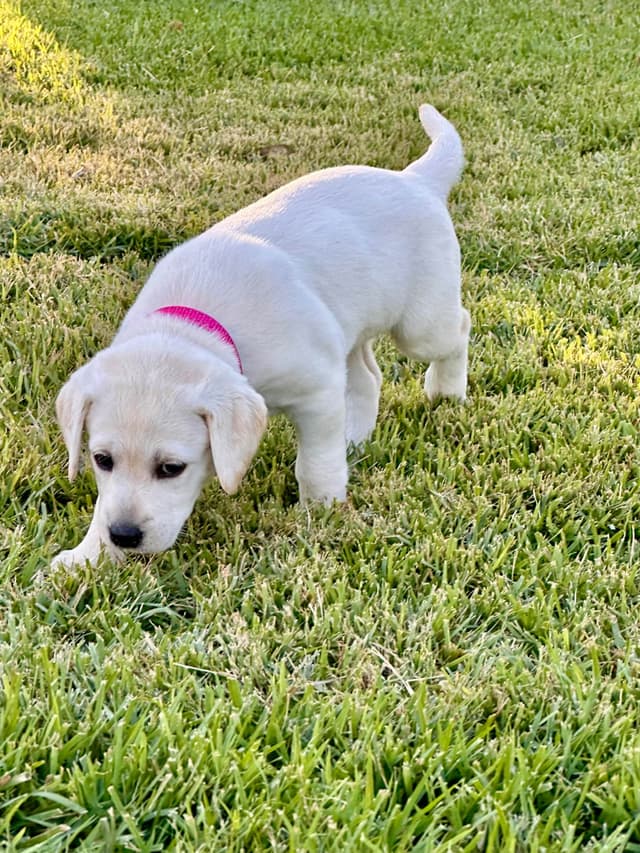 Labrador Retriever Puppies media 7
