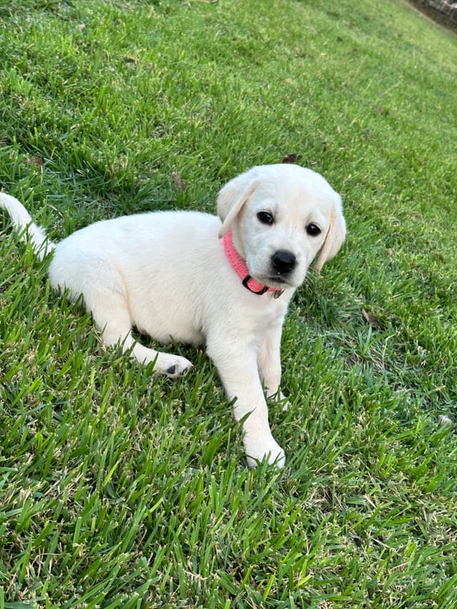 Labrador Retriever Puppies media 8