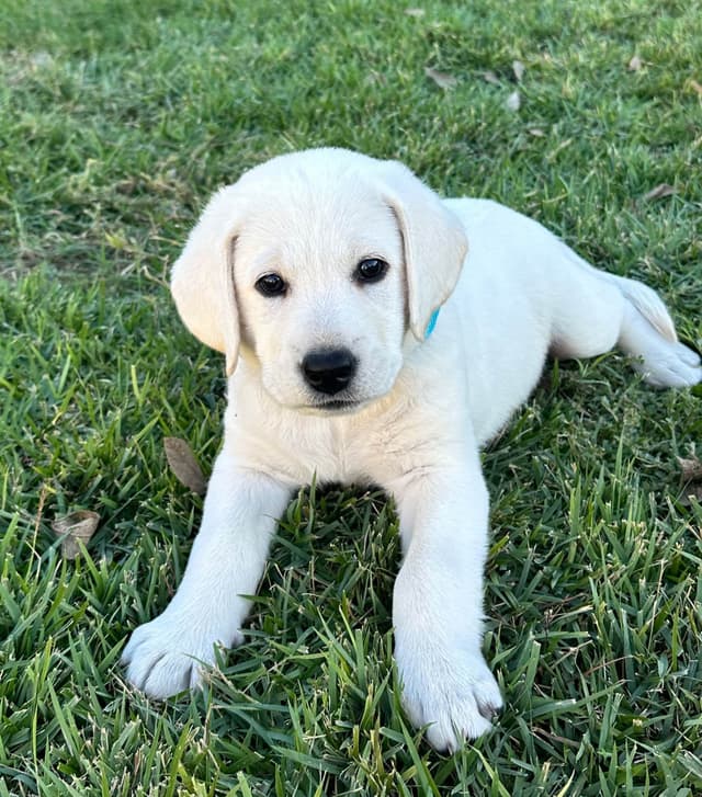 Labrador Retriever Puppies media 10