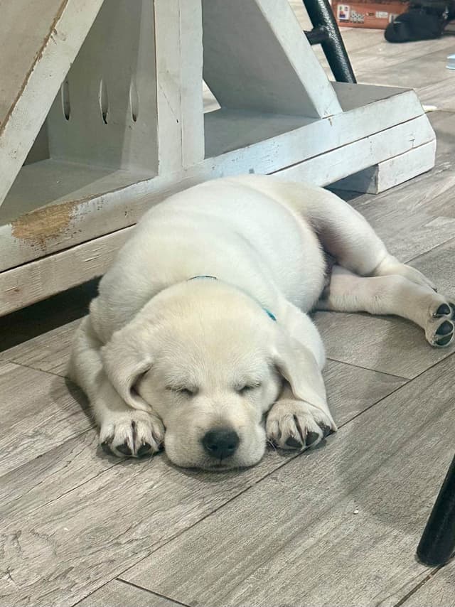 Labrador Retriever Puppies media 11