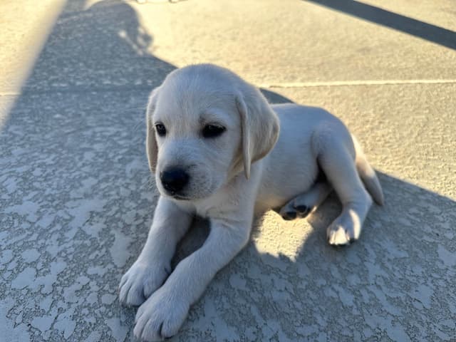 Labrador Retriever Puppies media 13