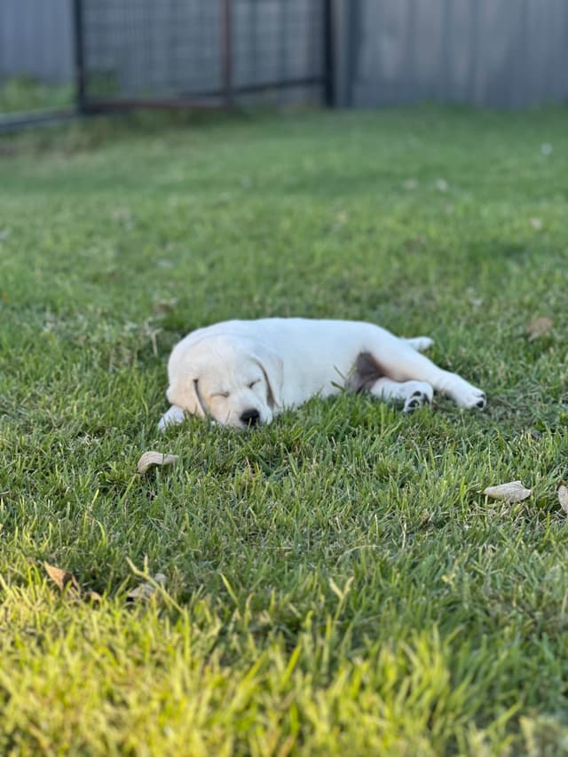 Labrador Retriever Puppies media 15