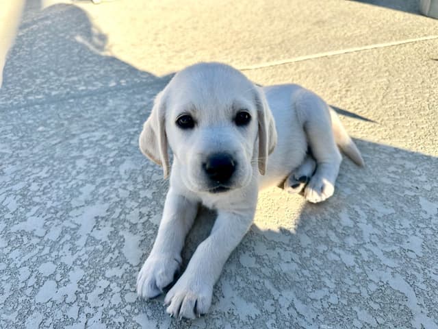 Labrador Retriever Puppies media 14