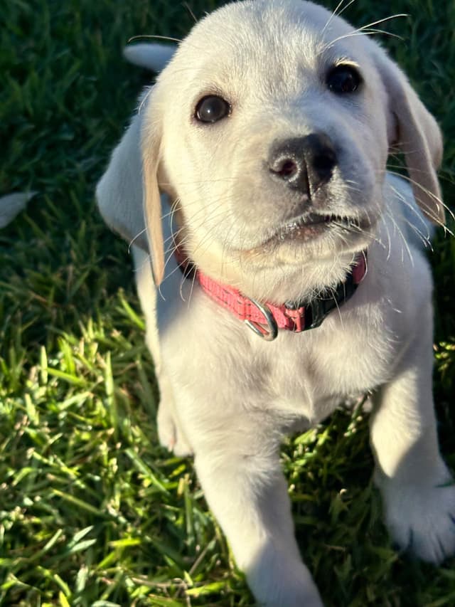 Labrador Retriever Puppies media 16