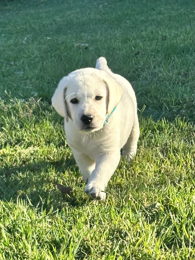 Labrador Retriever Puppies media 17