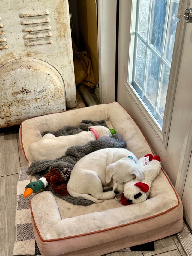 Labrador Retriever Puppies media 19