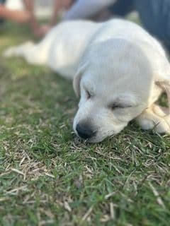 Labrador Retriever Puppies breeder image 3