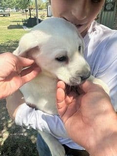Labrador Retriever Puppies breeder image 4