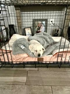 Labrador Retriever Puppies breeder image 8
