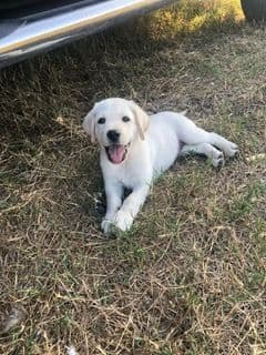 Labrador Retriever Puppies breeder image 9