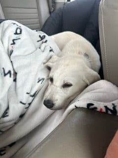 Labrador Retriever Puppies breeder image 12