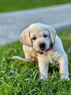 Labrador Retriever Puppies media 5