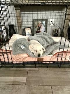 Labrador Retriever Puppies media 7