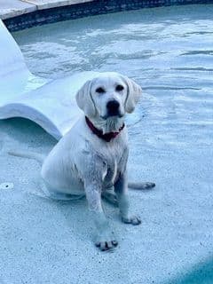 Labrador Retriever Puppies media 9