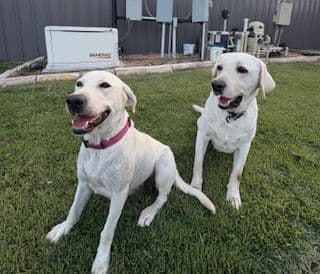 Labrador Retriever Puppies breeder image 2