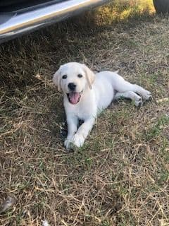 Labrador Retriever Puppies breeder image 18