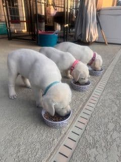 Labrador Retriever Puppies breeder image 19