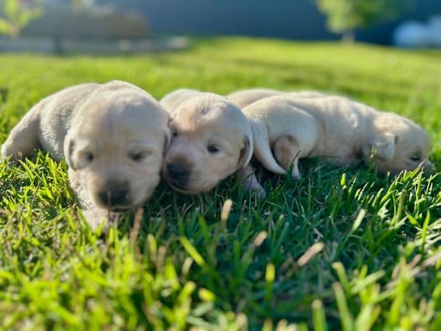 Labrador Retriever Puppies media 10