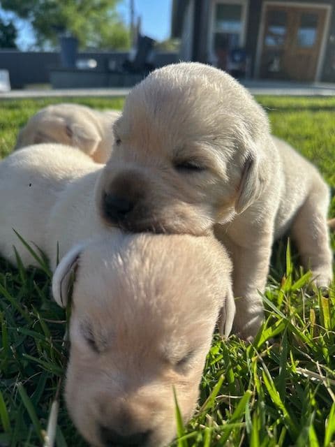 Labrador Retriever Puppies media 11
