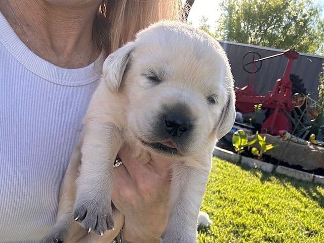 Labrador Retriever Puppies media 14