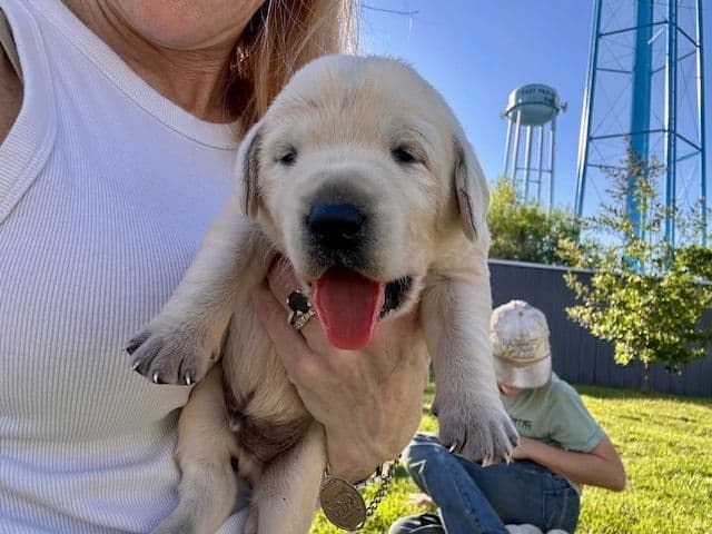 Labrador Retriever Puppies media 12