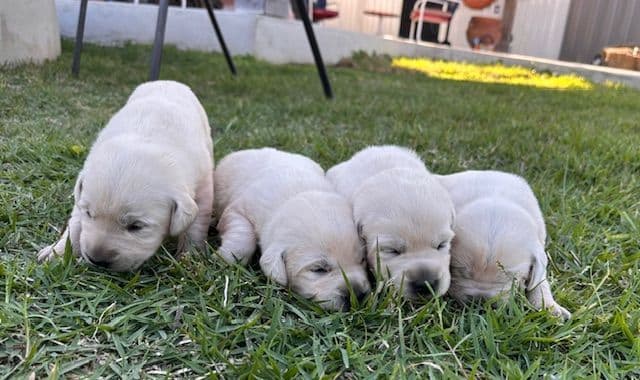Labrador Retriever Puppies media 13