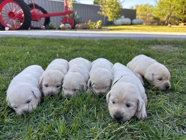 Labrador Retriever Puppies media 15