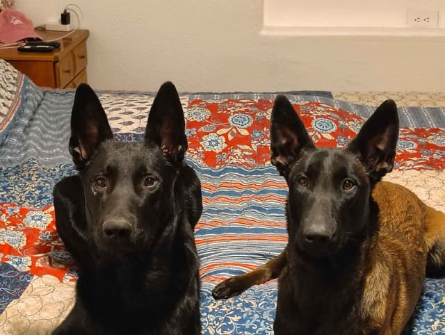 Precision K9 Belgian Malinois Puppies media 2