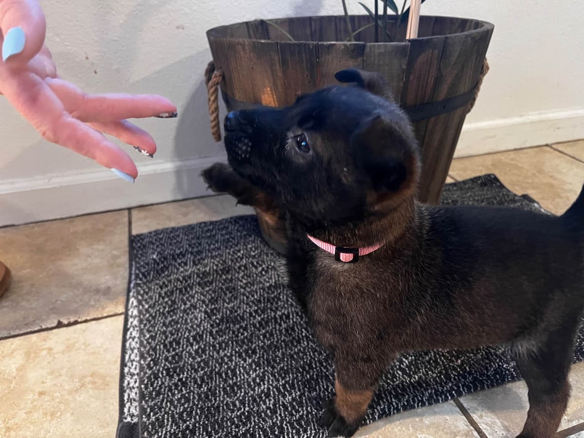 Precision K9 Belgian Malinois Puppies breeder image 1