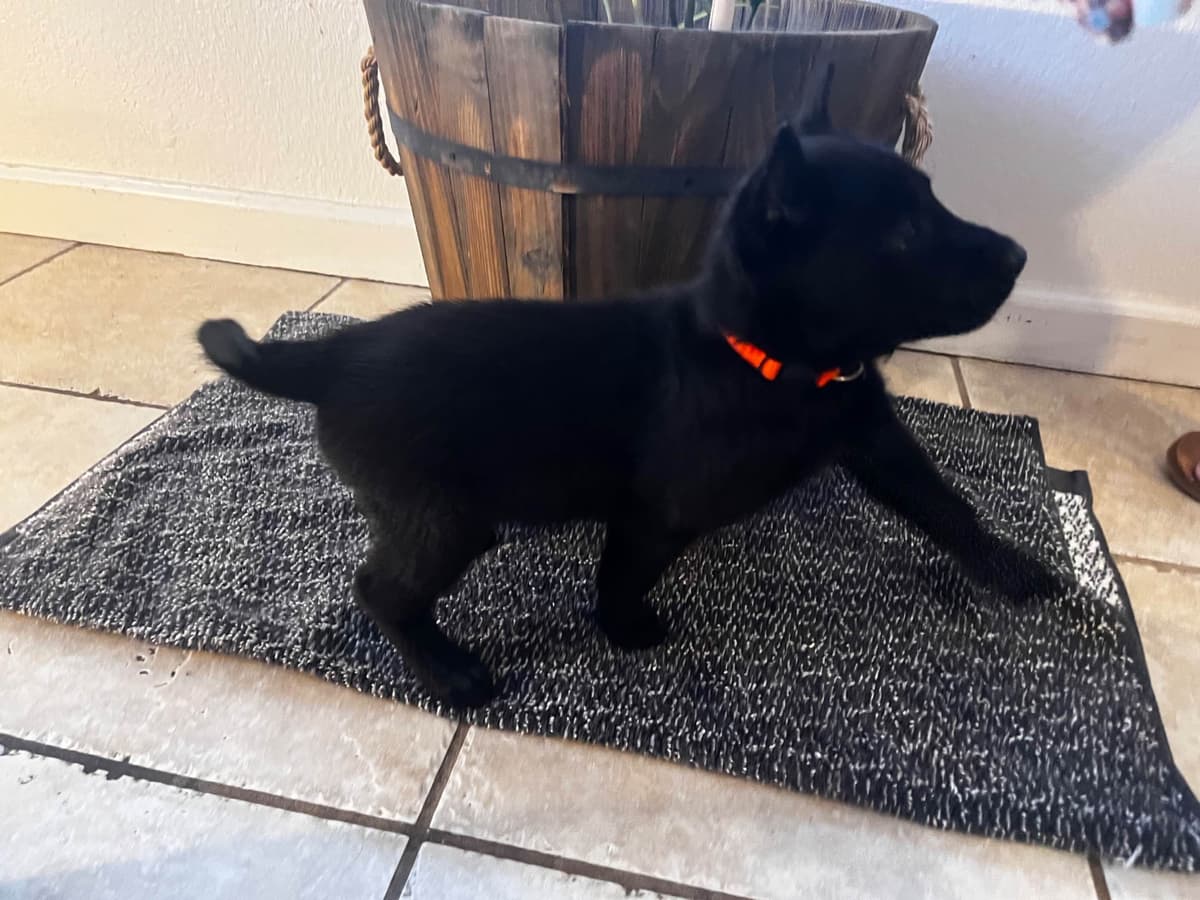 Precision K9 Belgian Malinois Puppies breeder image 3