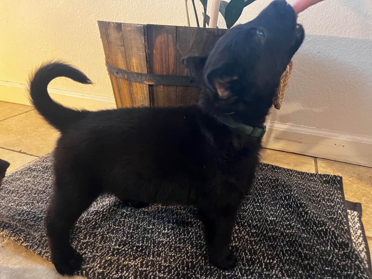 Precision K9 Belgian Malinois Puppies breeder image 4